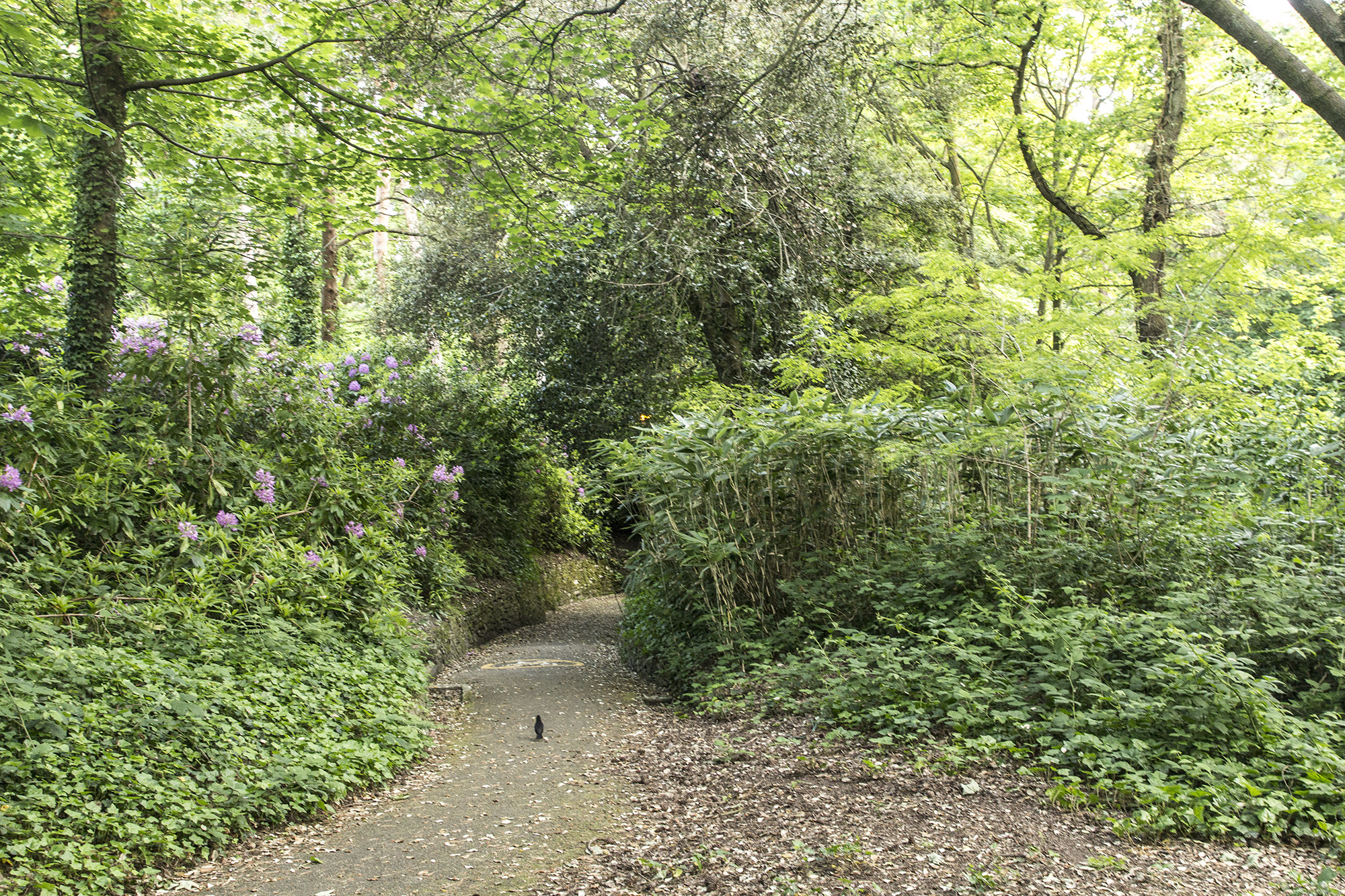 Alum Chine, Westbourne